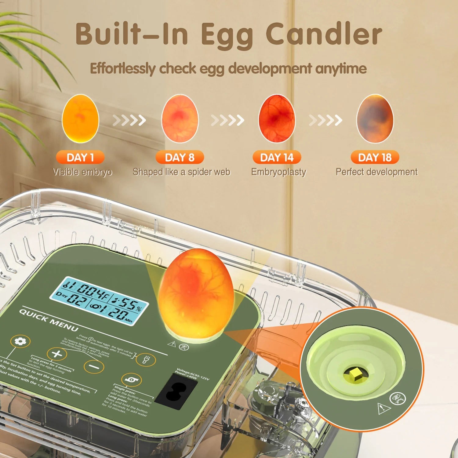 EggOriva
