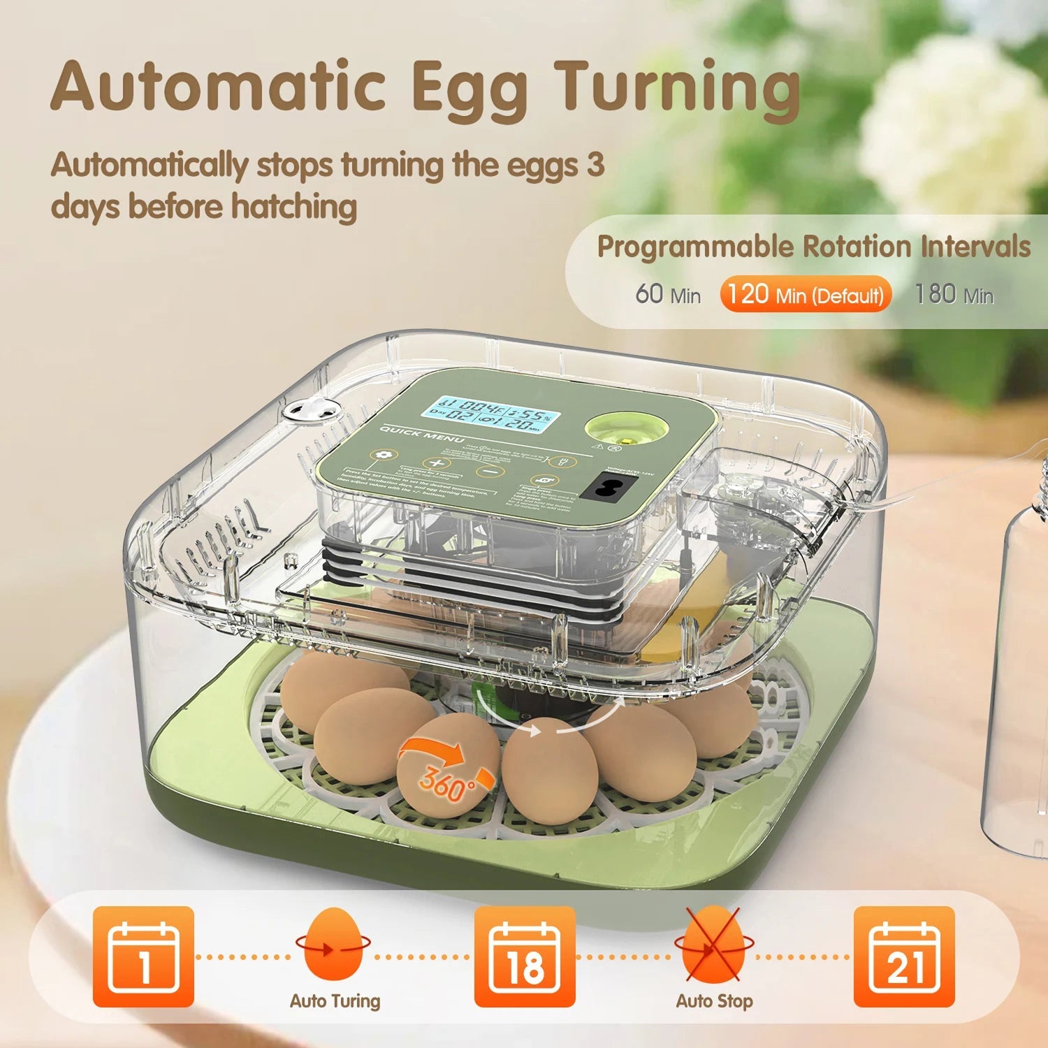 EggOriva