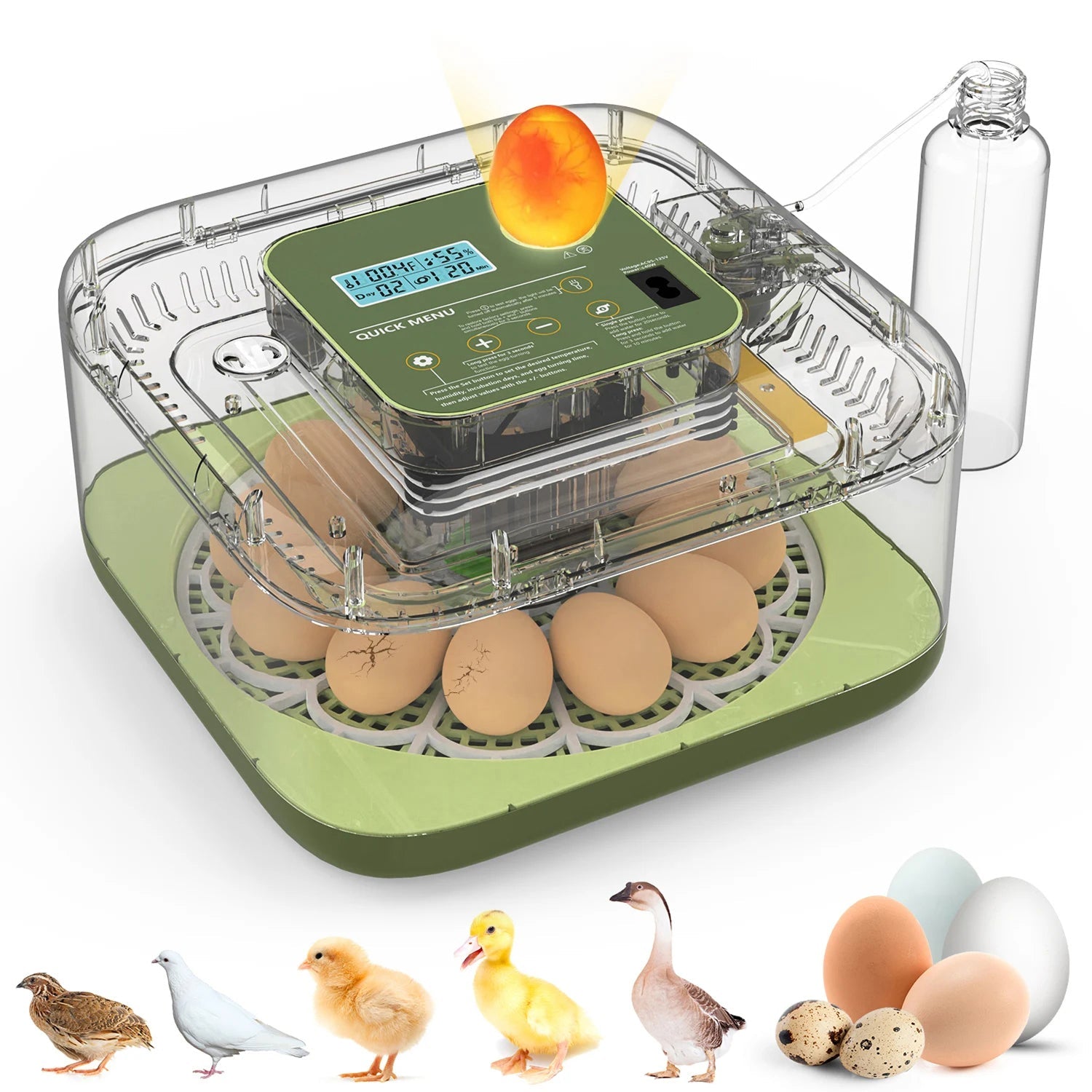 EggOriva