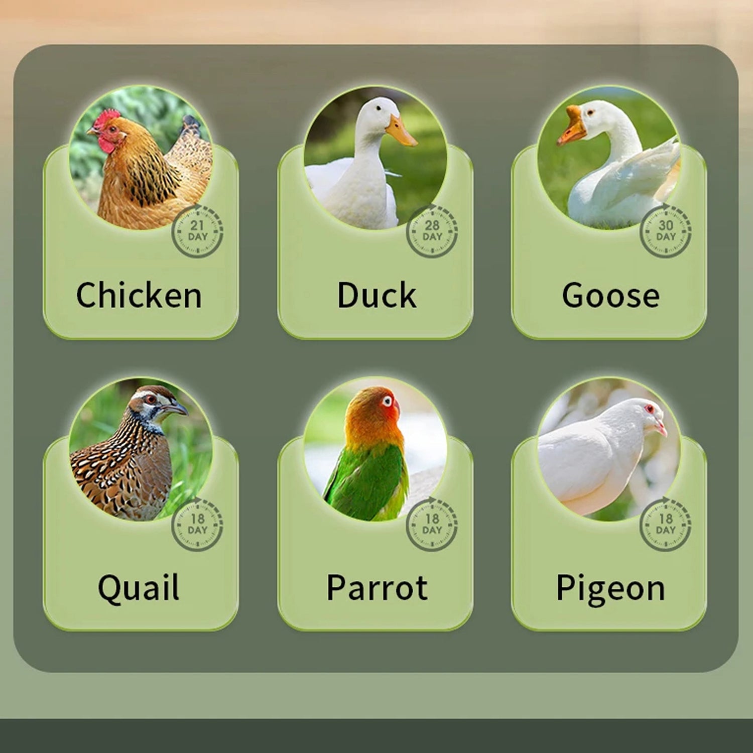 EggOriva